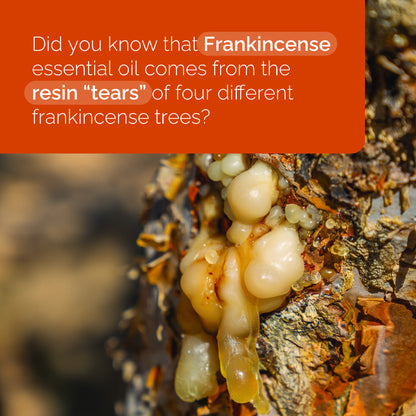 Doterra Tömjén illóolaj frankincense 15ml