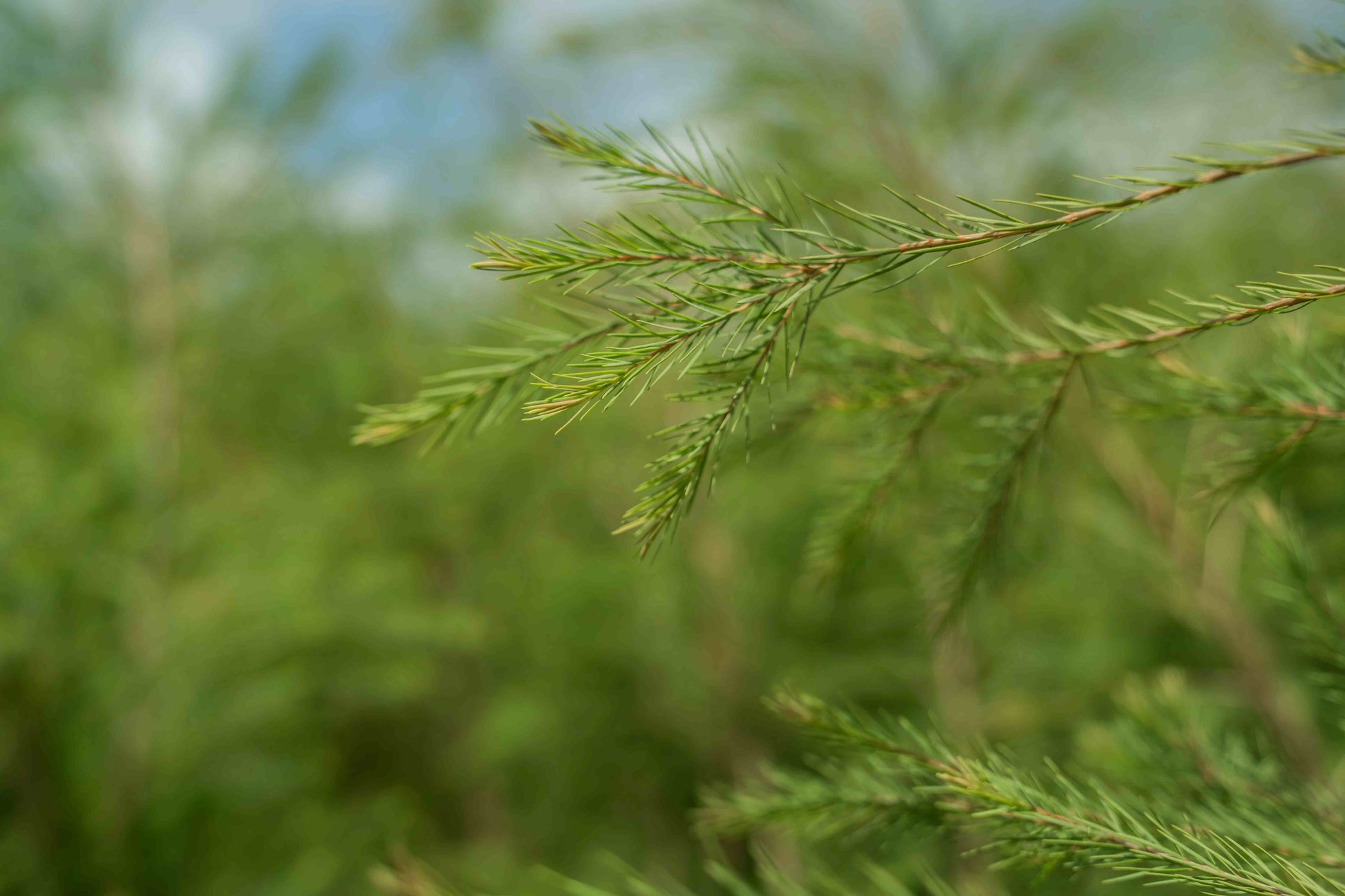 Doterra Teafa (Tea tree) illóolaj 15 ml